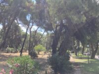 Καλούνται οι δημότες να καθαρίσουν άμεσα τα οικόπεδα τους. Από 20/6 που ολοκληρώνεται ο καθαρισμός των δημοτικών εκτάσεων, θα ξεκινήσει ο καθαρισμός τον ιδιωτικών με τα προβλεπόμενα πρόστιμα και επιβαρύνσεις